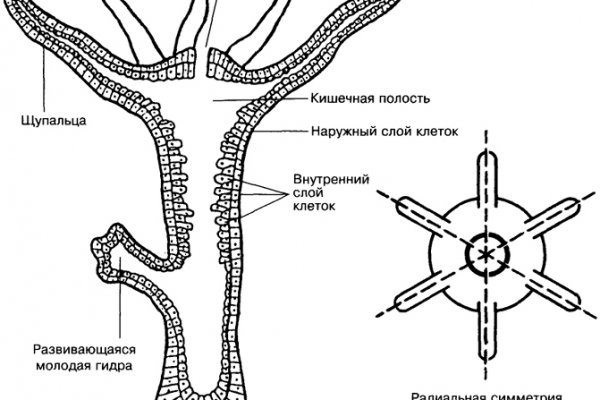 Омг сайт в тор браузере ссылка скачать