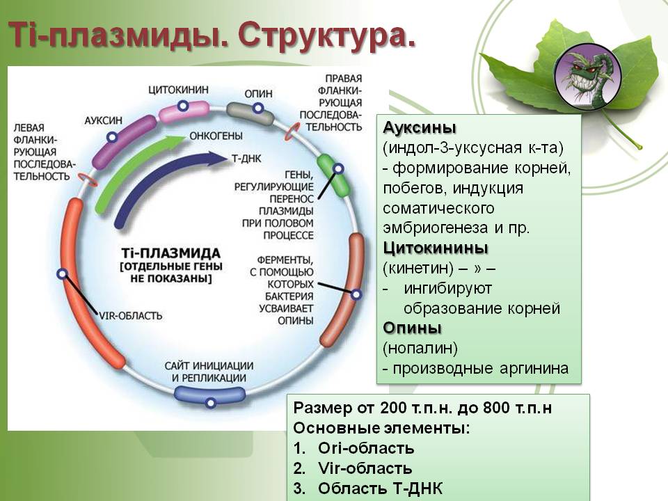 Зайти на сайт мега через тор браузер