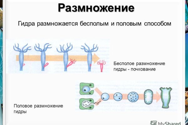 Omg сайт даркнет зеркало